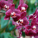 20060303 0169DSCw [D~LIP] Orchidee, Bad Salzuflen: Orchideenschau