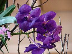 20060303 0170DSCw [D~LIP] Orchidee, Bad Salzuflen: Orchideenschau