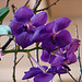 20060303 0170DSCw [D~LIP] Orchidee, Bad Salzuflen: Orchideenschau