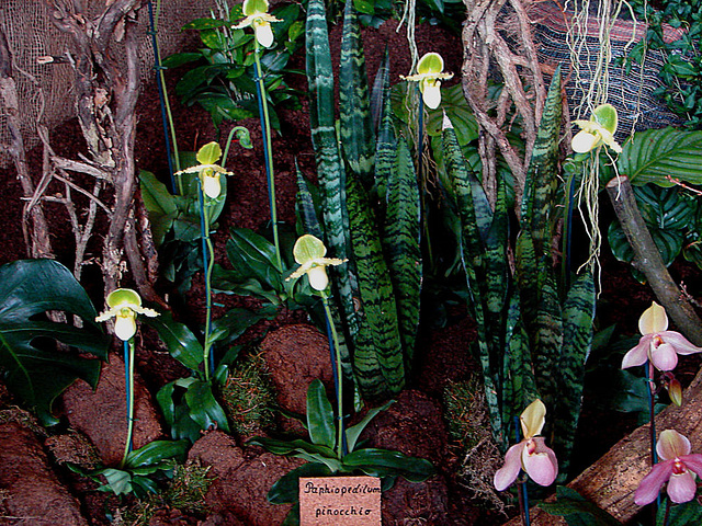 20060303 0171DSCw [D-LIP] Orchideen (Paphiopedilum pinocchio), Bad Salzuflen: Orchideenschau