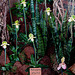 20060303 0171DSCw [D-LIP] Orchideen (Paphiopedilum pinocchio), Bad Salzuflen: Orchideenschau