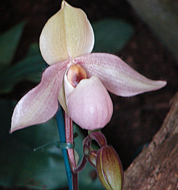 20060303 0172DSCw [D~LIP] Orchidee, Bad Salzuflen: Orchideenschau