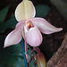 20060303 0172DSCw [D~LIP] Orchidee, Bad Salzuflen: Orchideenschau