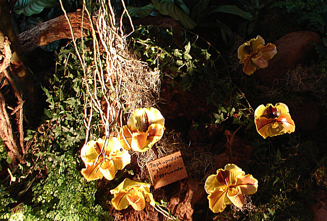 20060303 0173DSCw [D-LIP] Orchidee (Paphiopedilum Hybr.) [Lippewunder], Bad Salzuflen: Orchideenschau