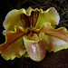 20060303 0174DSCw [D-LIP] Orchidee (Paphiopedilum Hybr.) [Lippewunder], Bad Salzuflen: Orchideenschau