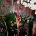 20060303 0175DSCw [D-LIP] Orchidee, Drachenwurz, Bad Salzuflen: Orchideenschau