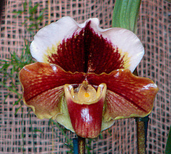 20060303 0176DSCw [D~LIP] Orchidee, Bad Salzuflen: Orchideenschau