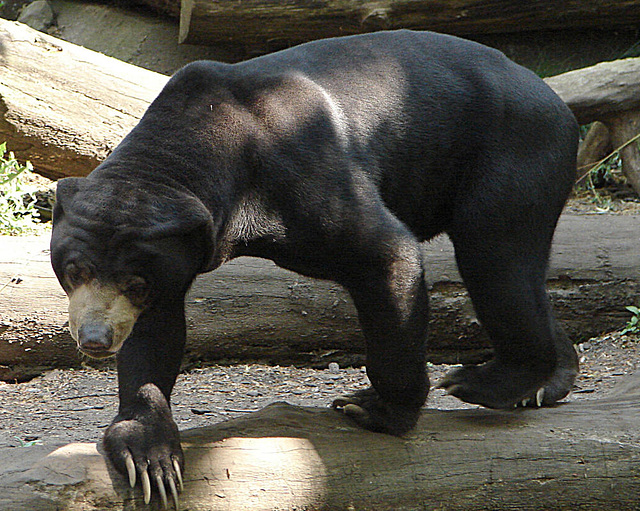 20060509 0253DSCw [D-MS] Malaienbär (Helarctos malayanus), Zoo, Münster