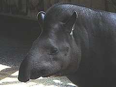 20090618 0525DSCw [D-OS] Flachlandtapir, Zoo Osnabrück