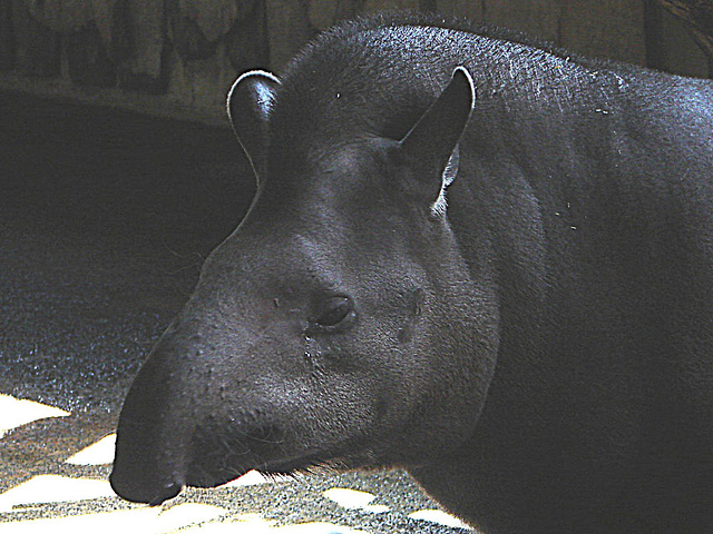 20090618 0525DSCw [D-OS] Flachlandtapir (Tapirus terrestris), Zoo Osnabrück