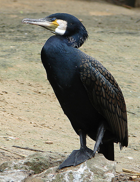 20090611 3189DSCw [D~H] Kormoran, Zoo Hannover