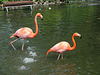 20090618 0479DSCw [D-OS] Kuba-Flamingo (Phoenicopterus ruber), Zoo Osnabrück