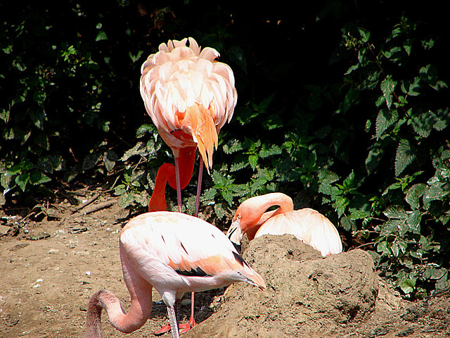 20090618 0480DSCw [D~OS] Kuba-Flamingo (Phoenicopterus ruber), Zoo Osnabrück