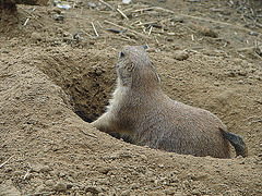 20090618 0482DSCw [D~OS] Schwarzschwanz-Präriehund (Cynomys ludovicianus), Osnabrück