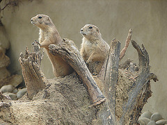 20090618 0483DSCw [D~OS] Schwarzschwanz-Präriehund (Cynomys ludovicianus), Osnabrück