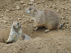 20090618 0484DSCw [D~OS] Schwarzschwanz-Präriehund (Cynomys ludovicianus), Osnabrück