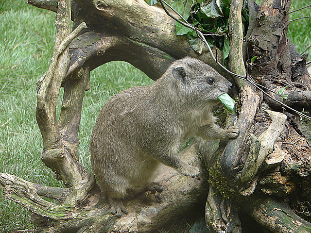 20090618 0486DSCw [D~OS] Klippschliefer (Procavia capensis), Zoo Osnabrück