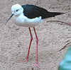 20060509 0259DSCw [D~MS] Stelzenläufer (Himantopus himantopus), Zoo, Münster