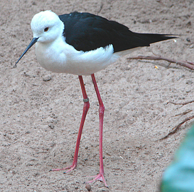 20060509 0259DSCw [D~MS] Stelzenläufer (Himantopus himantopus), Zoo, Münster