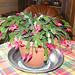 Cactus de Noël
