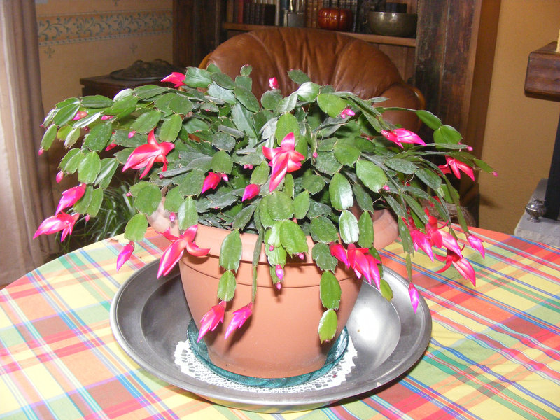 Cactus de Noël