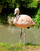 Flamingos (Phoenicopteridae)  ©UdoSm