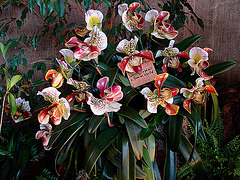 20060303 0177DSCw [D-LIP] Orchidee (Paphiopedilum Junior World), Bad Salzuflen: Orchideenschau