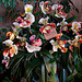 20060303 0177DSCw [D-LIP] Orchidee (Paphiopedilum Junior World), Bad Salzuflen: Orchideenschau