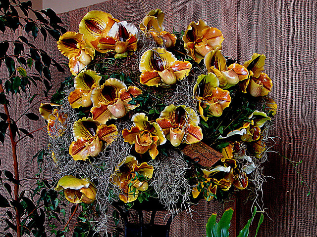 20060303 0178DSCw [D~LIP] Orchidee, Bad Salzuflen: Orchideenschau