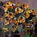 20060303 0178DSCw [D~LIP] Orchidee, Bad Salzuflen: Orchideenschau