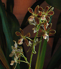 20060303 0179DSCw [D~LIP] Orchidee, Bad Salzuflen: Orchideenschau