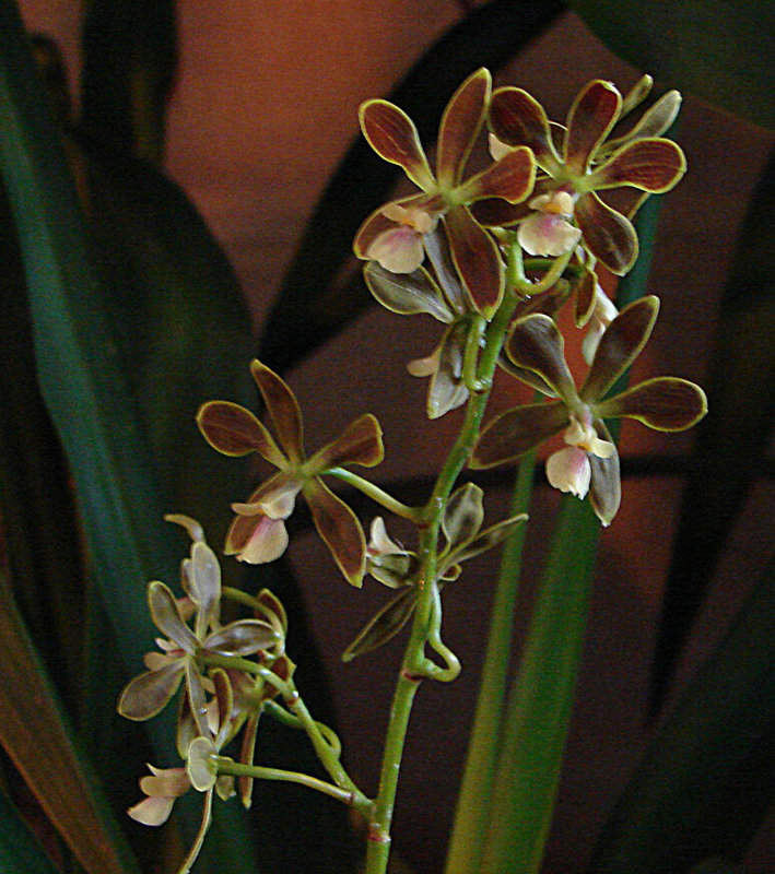 20060303 0179DSCw [D~LIP] Orchidee, Bad Salzuflen: Orchideenschau