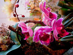 20060303 0182DSCw [D~LIP] Orchidee, Bad Salzuflen: Orchideenschau