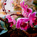 20060303 0182DSCw [D~LIP] Orchidee, Bad Salzuflen: Orchideenschau