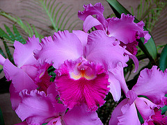 20060303 0183DSCw [D~LIP] Orchidee, Bad Salzuflen: Orchideenschau