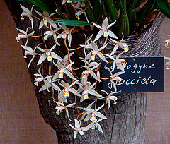 20060303 0185DSCw [D~LIP] Orchidee, Bad Salzuflen: Orchideenschau
