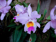 20060303 0186DSCw [D~LIP] Orchidee, Bad Salzuflen: Orchideenschau
