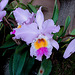 20060303 0186DSCw [D~LIP] Orchidee, Bad Salzuflen: Orchideenschau