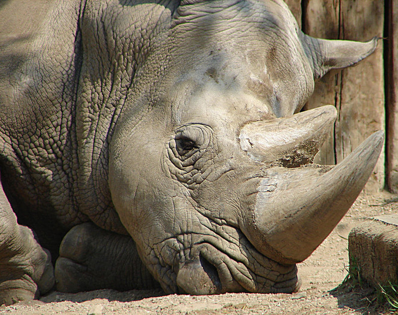 20060509 0275DSCw [D-MS] Breitmaulnashorn (Ceratotherium simum), Zoo, Münster