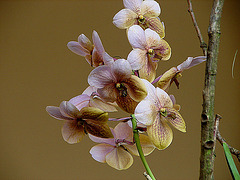 20060303 0187DSCw [D~LIP] Orchidee, Bad Salzuflen: Orchideenschau