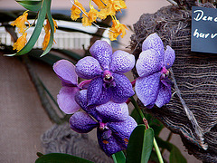 20060303 0188DSCw [D~LIP] Orchidee, Bad Salzuflen: Orchideenschau