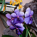 20060303 0188DSCw [D~LIP] Orchidee, Bad Salzuflen: Orchideenschau