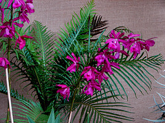 20060303 0189DSCw [D~LIP] Orchidee, Bad Salzuflen: Orchideenschau