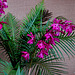 20060303 0189DSCw [D~LIP] Orchidee, Bad Salzuflen: Orchideenschau