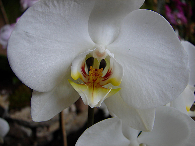 20060303 0190DSCw [D~LIP] Orchidee, Bad Salzuflen: Orchideenschau