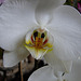 20060303 0190DSCw [D~LIP] Orchidee, Bad Salzuflen: Orchideenschau