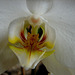 20060303 0191DSCw [D~LIP] Orchidee, Bad Salzuflen: Orchideenschau