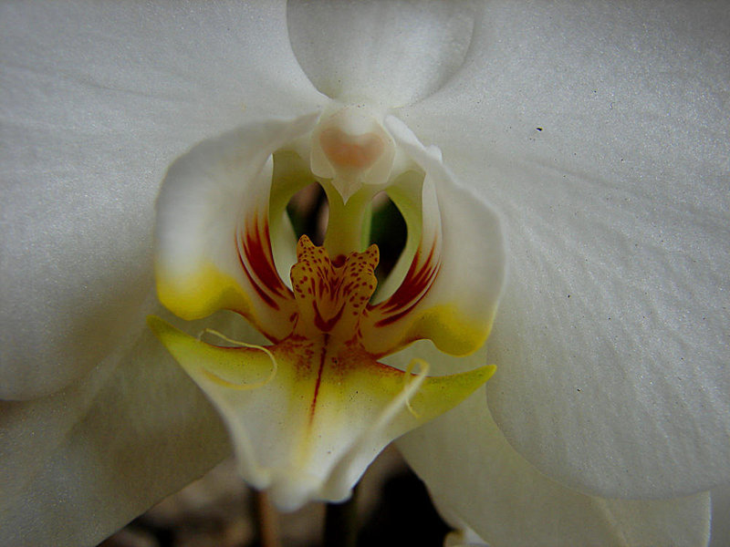 20060303 0191DSCw* [D~LIP] Orchidee, Bad Salzuflen: Orchideenschau