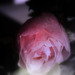 IMG 0811