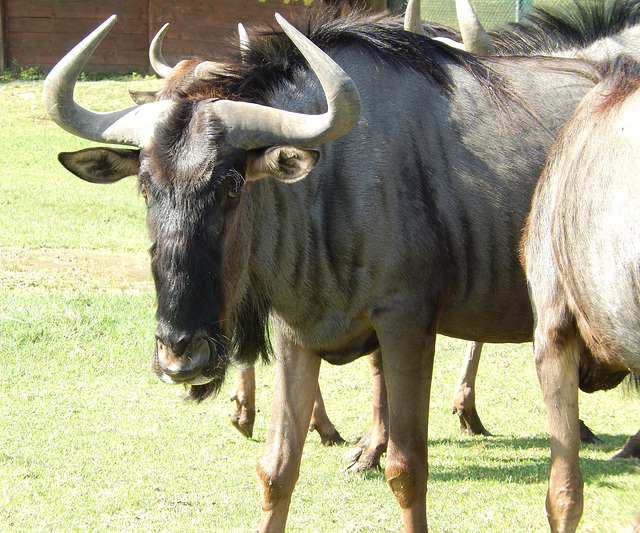 Gnus (Connochaetes) ©UdoSm